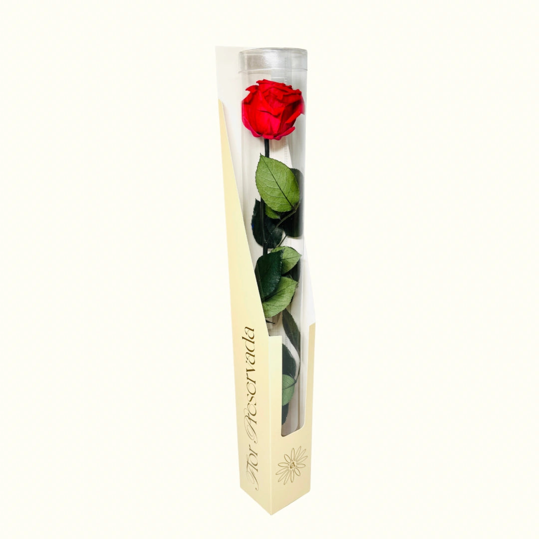 Rosa Preservada en Estuche Elegante – Regalo Duradero y Especial